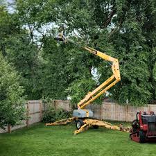 Best Palm Tree Trimming  in Indian Rocks Beach, FL